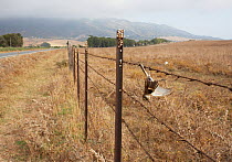 Dead Woodchat Shrike (Lanius senator) hanging from barbed wire fence, Spain