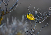 Yellow Wagtail (Motacilla flava) male, Karigasniemi, Finland,