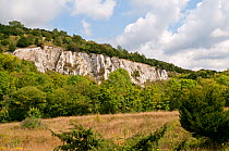 Disused chalk quarry, now a nature reserve, Surrey, UK