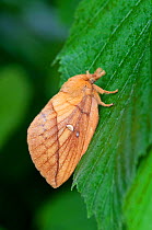 Drinker Moth {Euthrix potatoria} female, Devon, UK, August.