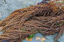 Japweed {Sargassum muticum} alien introduced species of seaweed, Prawle Point, Devon, UK