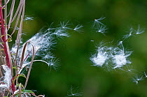 Rosebay willowherb {Chamerion angustifolium angustifolium} seeds blowing in the wind, UK