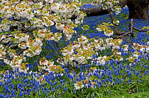 Grape hyacinth {Muscari armeniacum} flowering in garden under Japanese flowering cherry tree {Prunus shirotae} UK