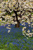 Grape hyacinth {Muscari armeniacum} flowering in garden under Japanese flowering cherry tree {Prunus shirotae} UK