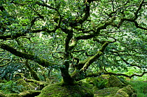 Stunted oak tree and moss covered boulders in Wistman's wood, ancient woodland, Dartmoor NP, Devon, UK