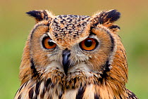 RF- Indian eagle owl (Bubo bengalensis) head portrait, captive, from India. (This image may be licensed either as rights managed or royalty free.)
