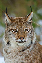 Lynx (Lynx lynx) portrait, captive