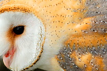 Barn owl (Tyto alba) close-up, captive