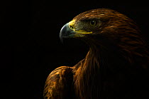 Golden eagle (Aquila chrysaetos) captive