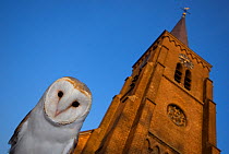 Barn owl (Tyto alba) in front of a church, captive