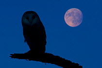 Barn owl (Tyto alba) silhouetted perched on branch with full moon, captive, digital composite