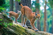 Lynx (Lynx lynx) mother with cub, captive