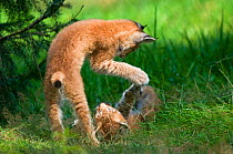 Two Lynx (Lynx lynx) cubs playing, captive