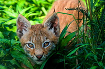 Lynx (Lynx lynx) cub in undergrowth, captive
