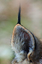 Lynx (Lynx lynx) close-up of ear with tuft, captive