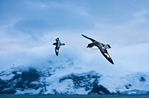 Two Cape / Pintado Petrels (Daption capense) in flight over Point Wild on Elephant Island, Southern Ocean, November.