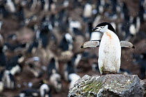 Chinstrap Penguin (Pygoscelis antarcticus) at rookery on Penguin Island, South Shetland Islands, Antarctica, November.
