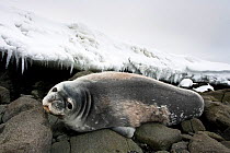 Young Weddell Seal (Leptonychotes weddellii) resting on Aitcho Island, South Shetland Islands, Antarctica, November.