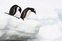 Two Gentoo Penguins (Pygoscelis papua) on deep snow, Cuverville Island, Antarctica. November.