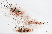 Aerial view of Gentoo Penguin (Pygoscelis papua) rookery on Cuverville Island, Antarctica. November. The birds are in panic as a helicopter passes by.