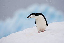 Chinstrap Penguin (Pygoscelis antarcticus) in snowfall on Useful Island, Antarctica. November.