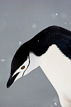 Portrait of a Chinstrap Penguin (Pygoscelis antarcticus) in snowfall on Useful Island, Antarctica. November.