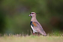 Southern Lapwing (Vanellus chilensis) Buenos Aires, Argentina, South America. November.