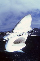Great blue shark {Prionace glauca} split level at water surface, California coast, USA, Pacific