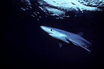 Great blue shark {Prionace glauca} underwater near water surface, California coast, USA, Pacific