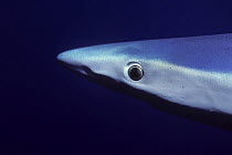 Great blue shark {Prionace glauca} underwater, California coast, USA, Pacific