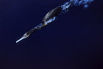Double Crested Cormorant {Phalacrocorax auritus} diving underwater, California coast, USA, Pacific