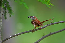 Carolina Wren (Thryothorus ludovicianus) perched on branch holding caterpillar in beak, New York, USA