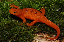 Red Eft, the terrestrial form of the Red-Spotted Newt (Notophthalmus viridescens viridescens) New York, USA