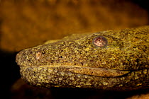 Hellbender (Cryptobranchus alleganiensis) an aquatic salamander, captive, New York, USA