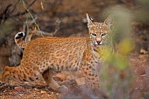 Bobcat (Lynx / Felis rufus) Arizona, USA