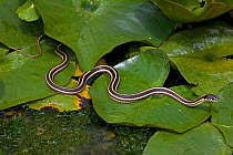 Black necked Garter Snake (Thamnophis cyrtopsis) semi-aquatic, moving over lilypads, Arizona, USA