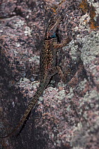 Mountain Spiny Lizard (Sceloporus jarrovi) recolonising an area burned by forest fire, Arizona, USA