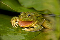 Chiricahua / Ramsay Canyon Leopard Frog (Rana chiricahuensis / subaquavocalis) sitting camouflaged on lily pad with mouth open, Arizona, USA, IUCN vulnerable species