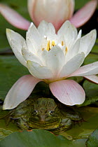 Chiricahua / Ramsay Canyon Leopard Frog (Rana chiricahuensis / subaquavocalis) sitting on lily pad under waterlily flower, Arizona, USA, IUCN vulnerable species