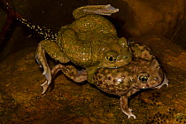 Couch's Spadefoot (Scaphiopus couchii) Pair in amplexus, showing female laying eggs, USA