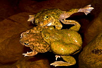 Couch's Spadefoot (Scaphiopus couchii) several males competing to mate with one female, USA