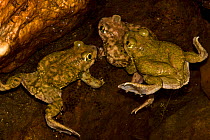 Couch's Spadefoot (Scaphiopus couchii) two males competing to mate with one female, USA