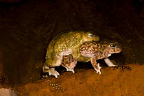 Couch's Spadefoot (Scaphiopus couchii) pair in amplexus, showing female laying eggs, USA