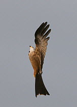 Black kite (Milvus migrans) displaying, Extremadura, Spain