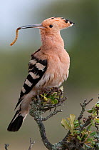 Hoopoe (Upupa epops) on branch with food in beak, Castelo Branco, Portugal