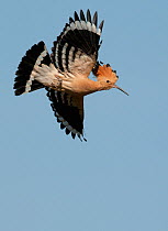 Hoopoe (Upupa epops) in flight, Castelo Branco, Portugal