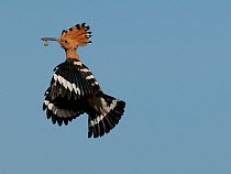 Hoopoe (Upupa epops) in flight carrying food to the nest, Castelo Branco, Portugal