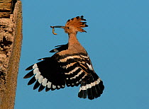 Hoopoe (Upupa epops) in flight, bringing food to the nest, Castelo Branco, Portugal