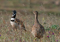 Little bustard (Tetrax tetrax) pair at lek, male escorting female, Guerreiro, Portugal