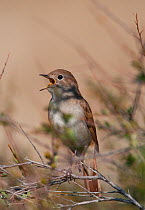 Male Nightingale (Luscinia megarhynchos) singing, Castelo Branco, Portugal